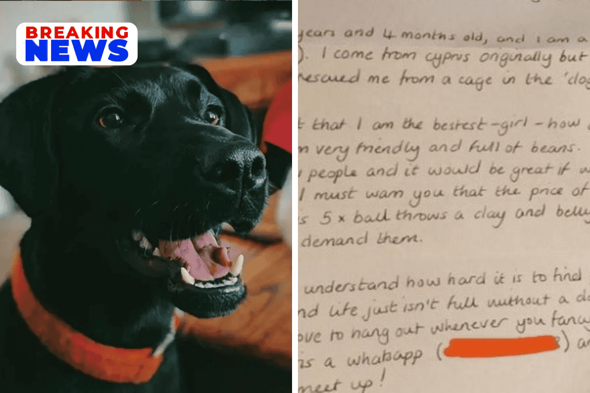 Four guys write a letter asking to walk their new neighbor's dog. The dog writes back.
