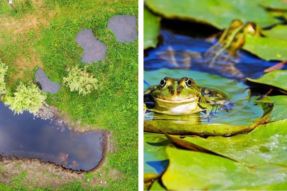 A 0,6 M Deep Pond Was Dug in a Lawn for Amphibians; Within Weeks, It Received Five Egg Masses of Wood Frogs, Gained Branches and Leaves as a Nursery, Native Grasses on Its Edge, and Became a Source of Mud for Swallows' Nests